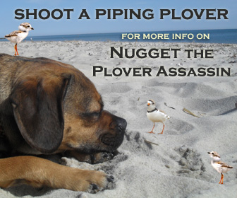 Nugget the Piping Plover Assassin