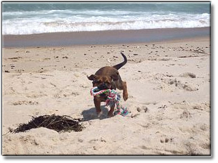 Nugget Training With A Rope on Nauset Beach
